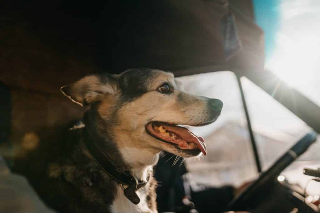 truck driver pet policy