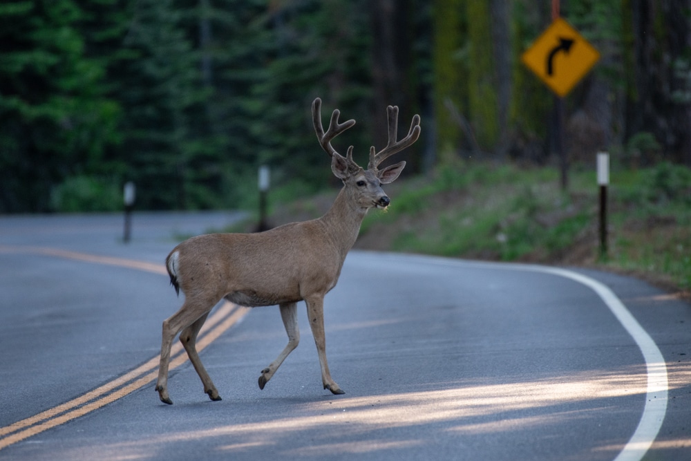 A photo of a deer crossing the road in front of a truck. This photo represents deer season and trucker safety.